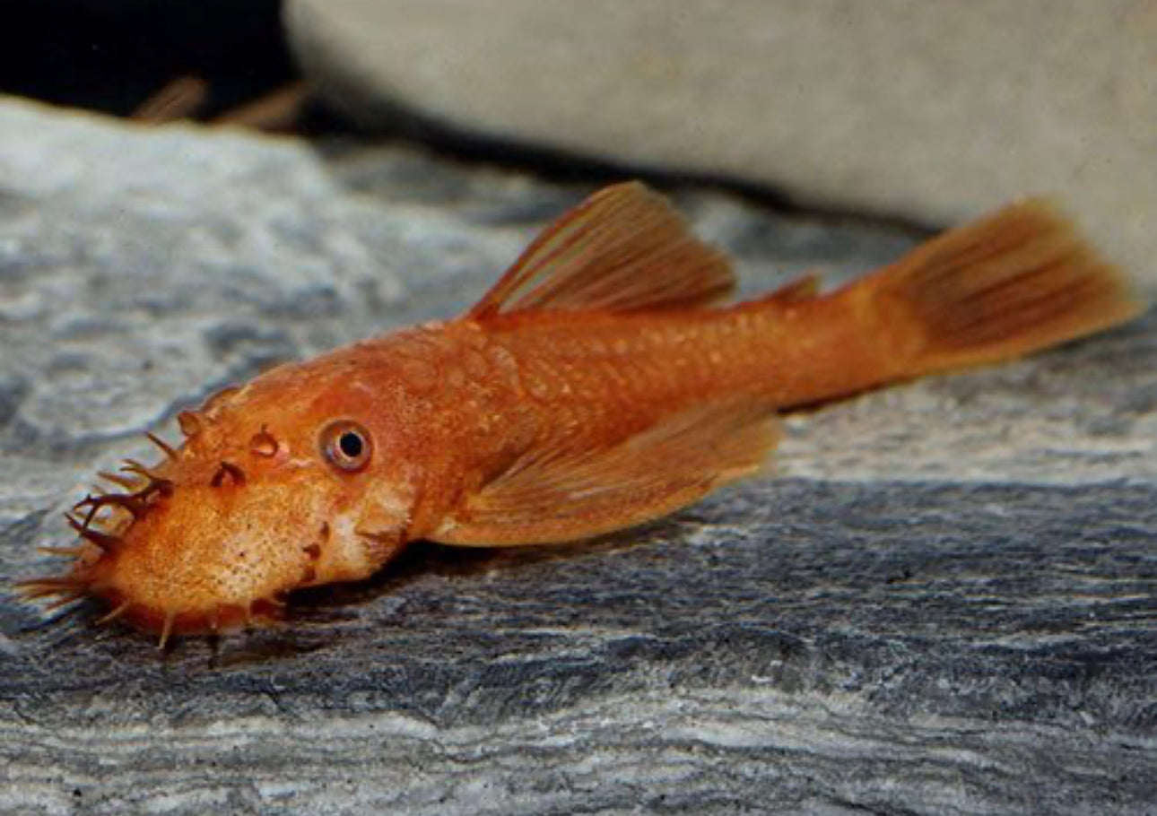 Super Red Bushynose Pleco