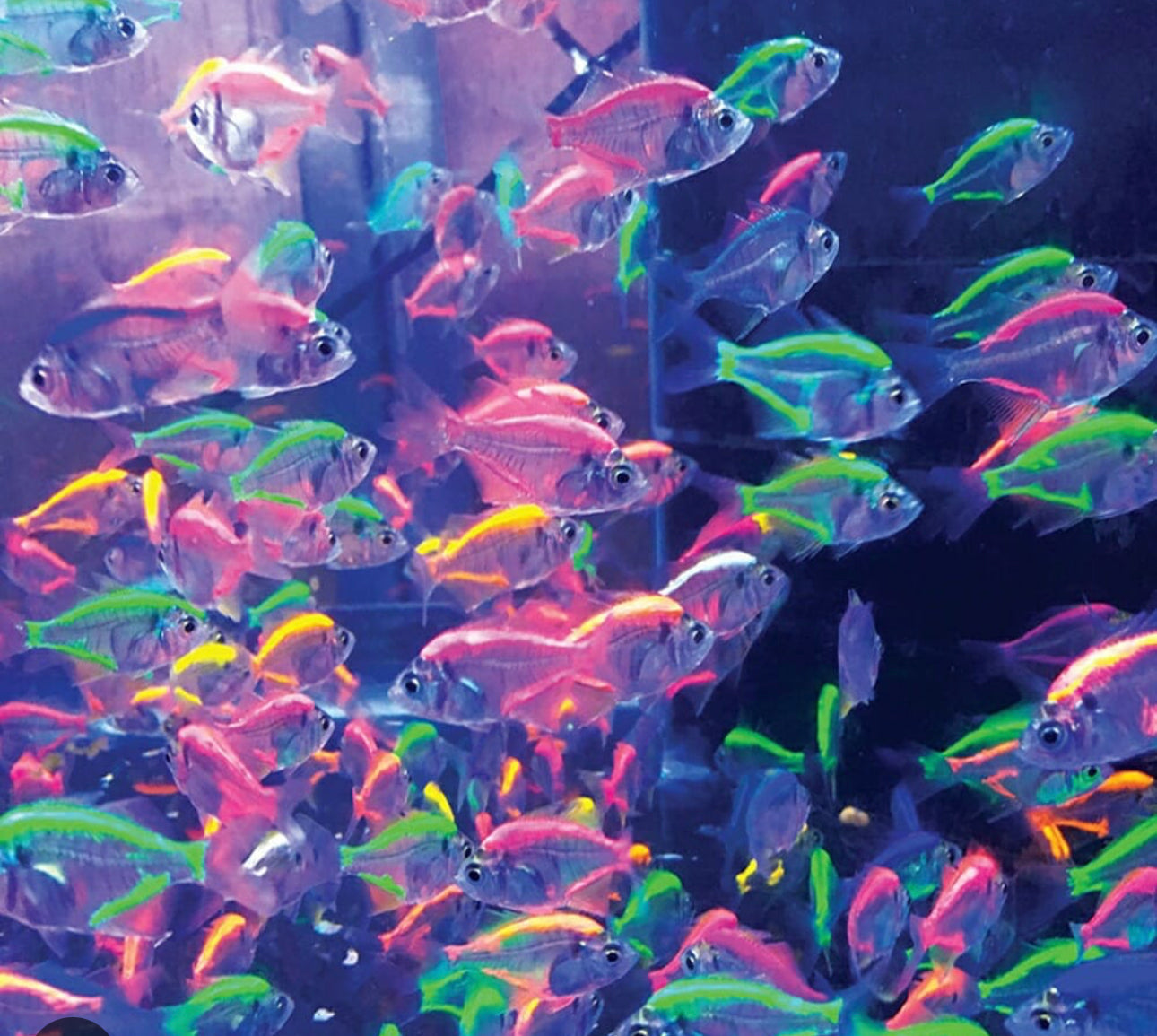 Painted Glass Fish (assorted color)