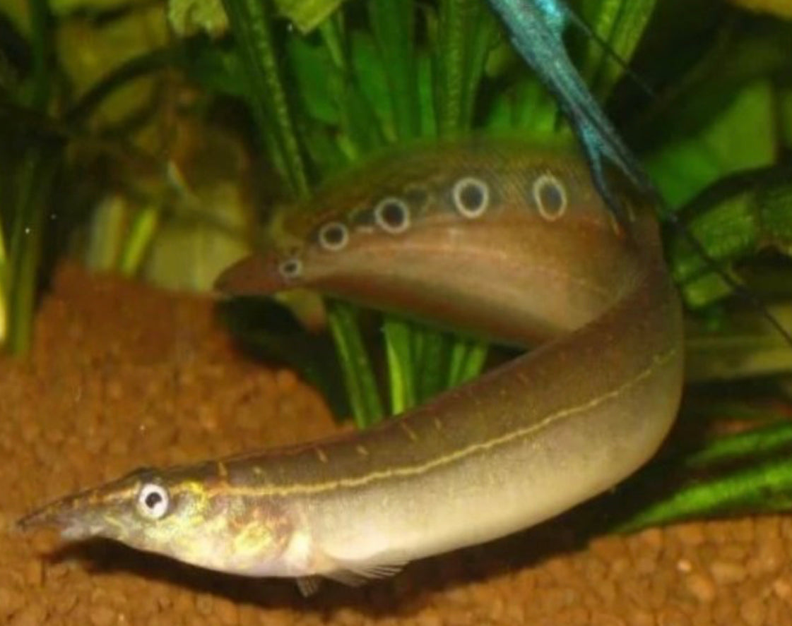 Spiney (zig Zag) Eel