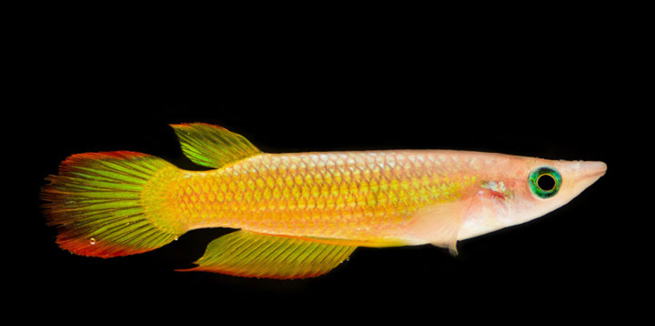 Yellow Panchax
