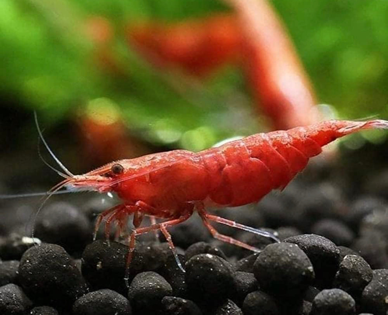 Red Cherry Shrimp