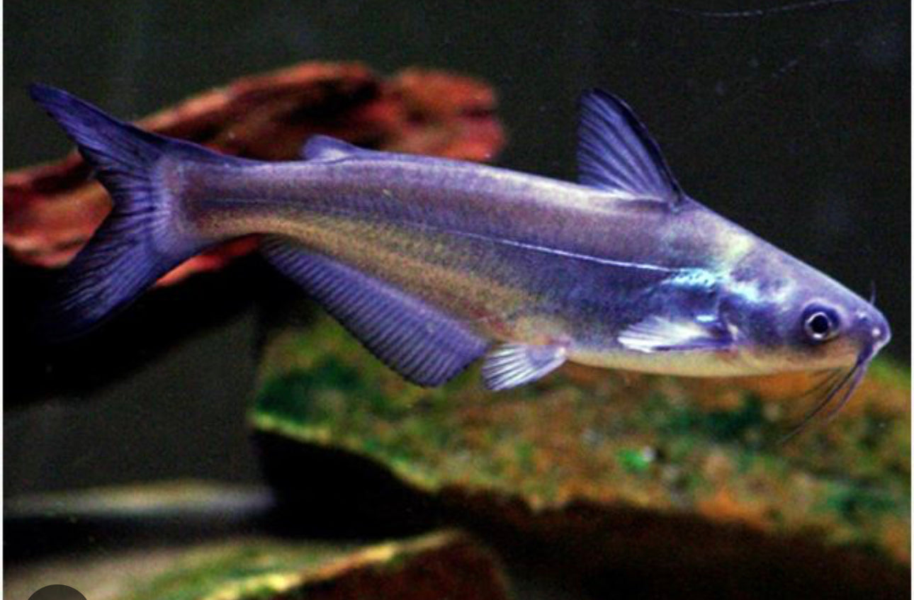 Blue Channel Catfish