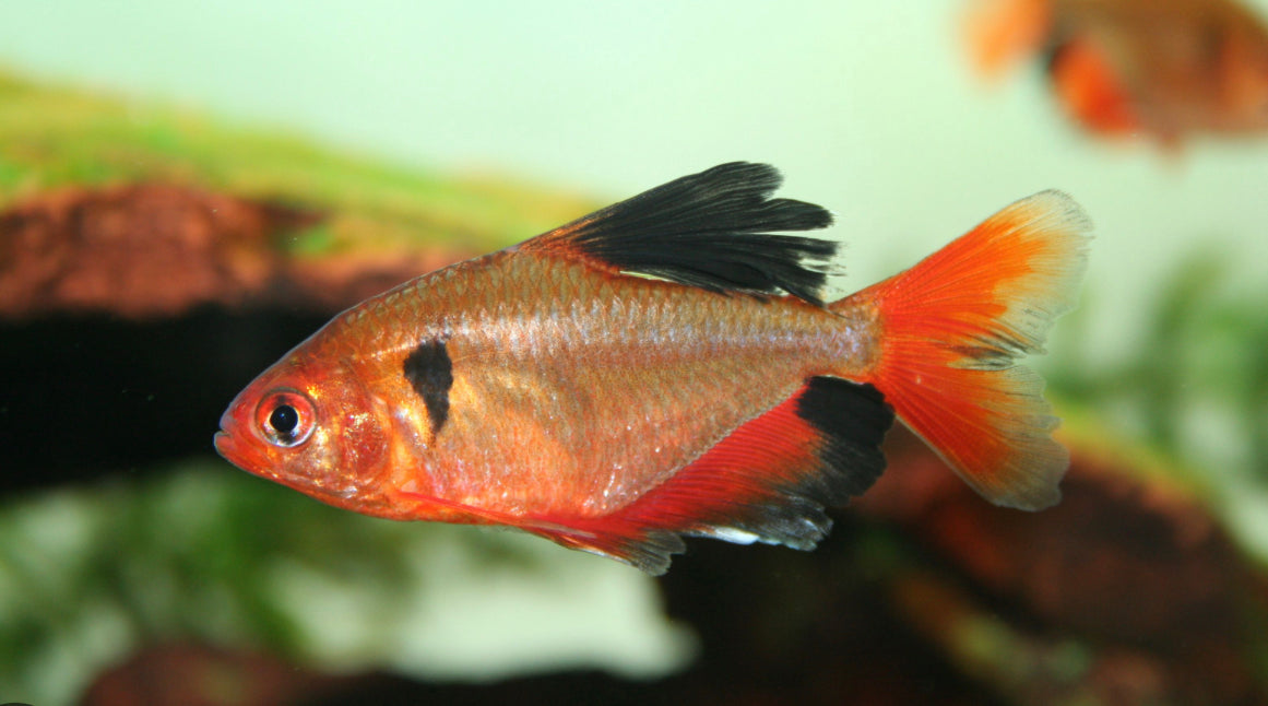Long Fin Serpae Tetra