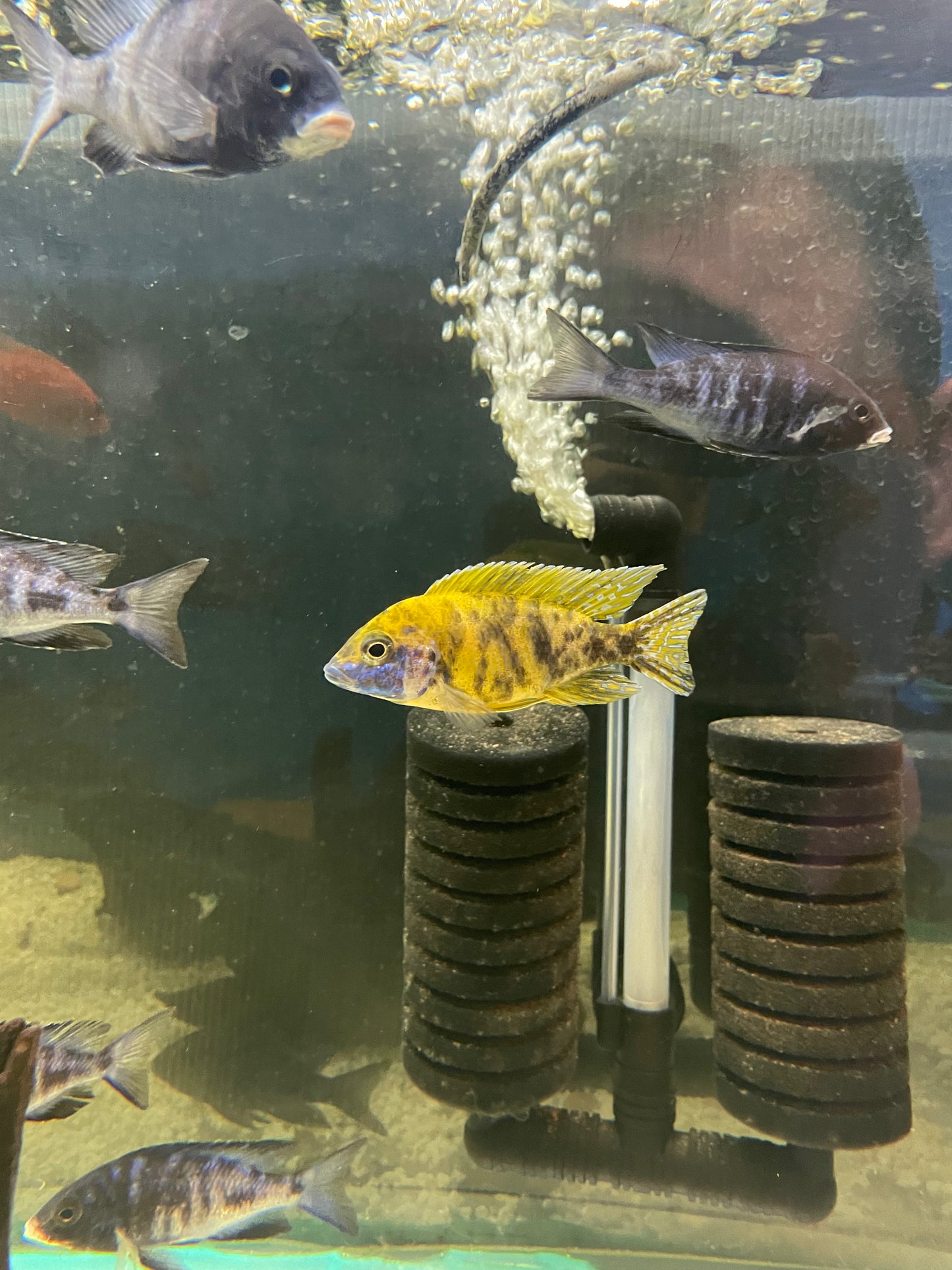 African Cichlid OB Peacock