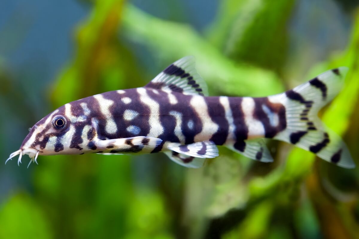 Polka DOT Loach (Kubotai)