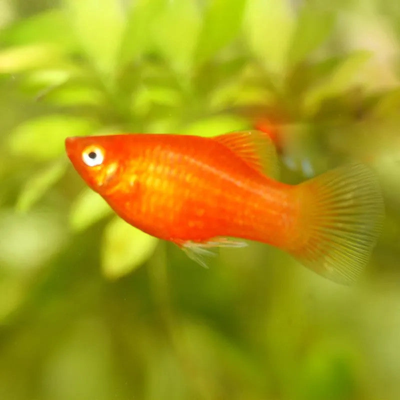 Red Platy