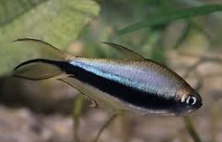 Emperor Tetra x 6 (group of 6)