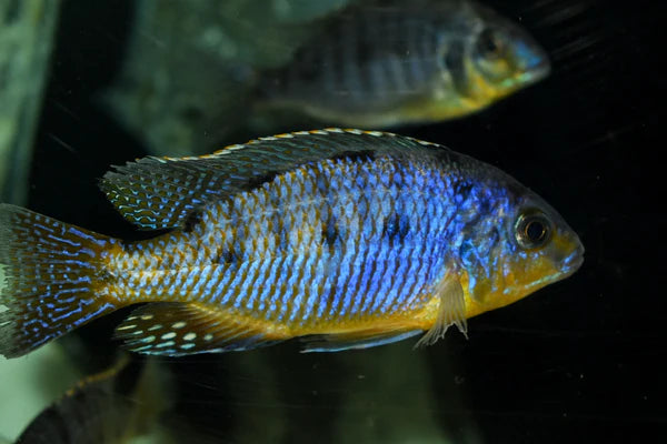 African Cichlids Protomelas Ndiwe Fire Blue Hap large male