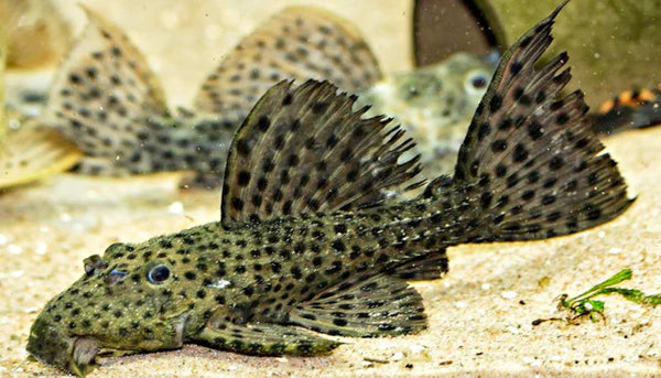 Sailfin Spotted Pleco L160 2.5”-3”
