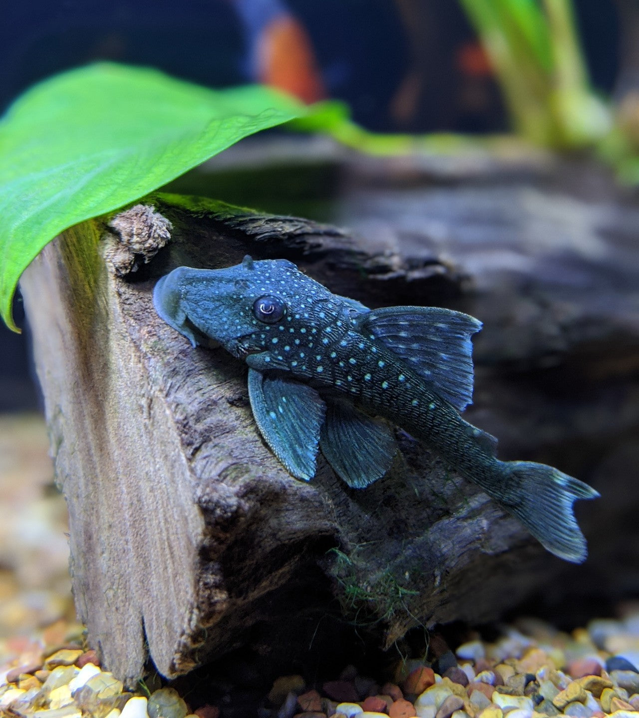 Blue Phanton Pleco L128