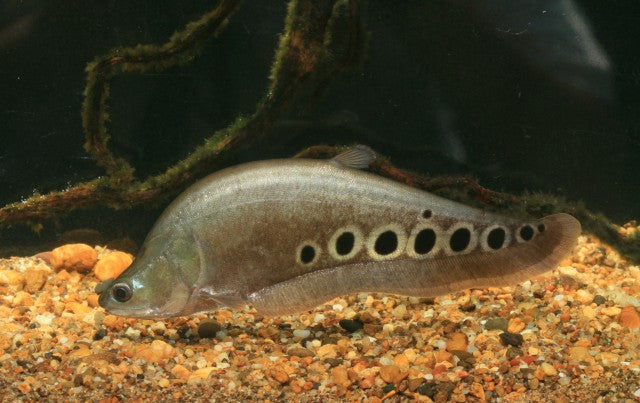 Clown Knife Fish