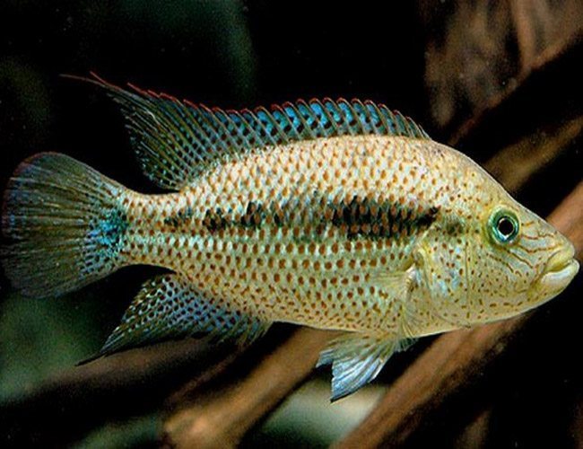 Wolf / Dovii Cichlid (Parachromis dovii)