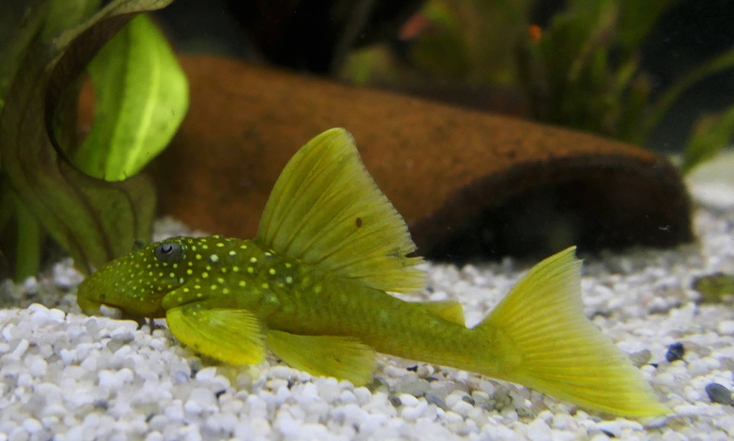 Green Phanton L200