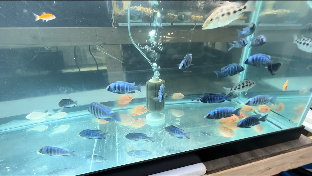 African Cichlid Star Saphire (Placido. Phenochilus) 3" Females