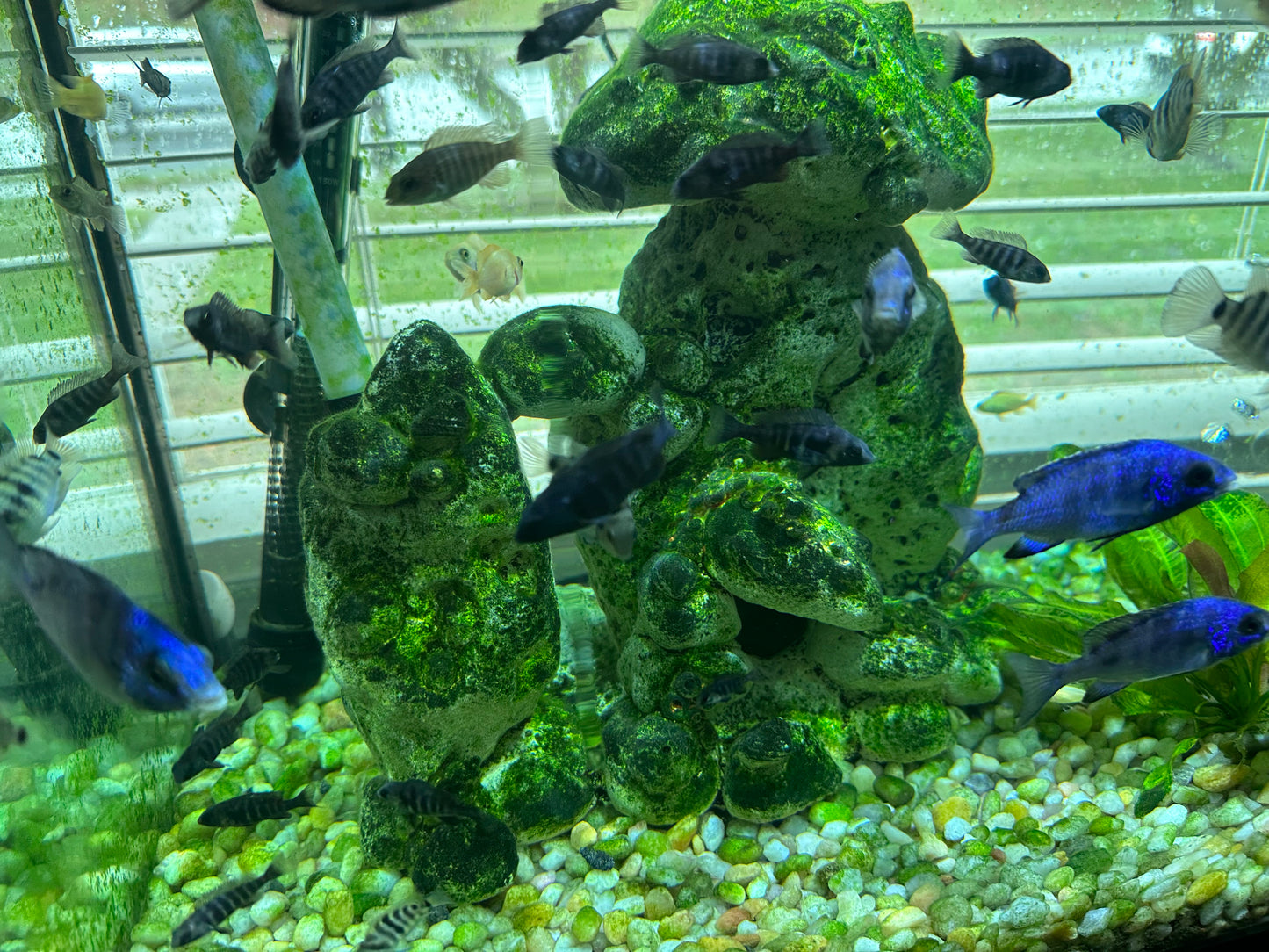 African Cichlid Star Saphire (Placido. Phenochilus 1.5"-2”