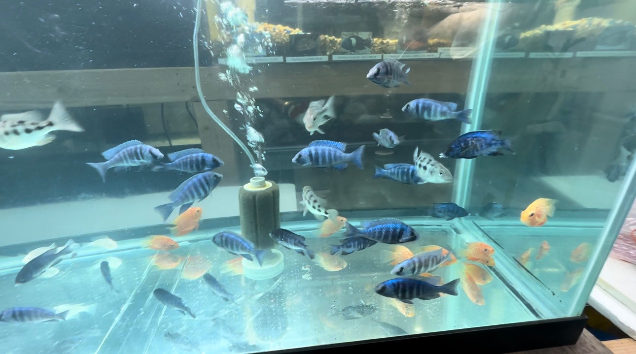 African Cichlid Star Saphire (Placido. Phenochilus) 3" Females