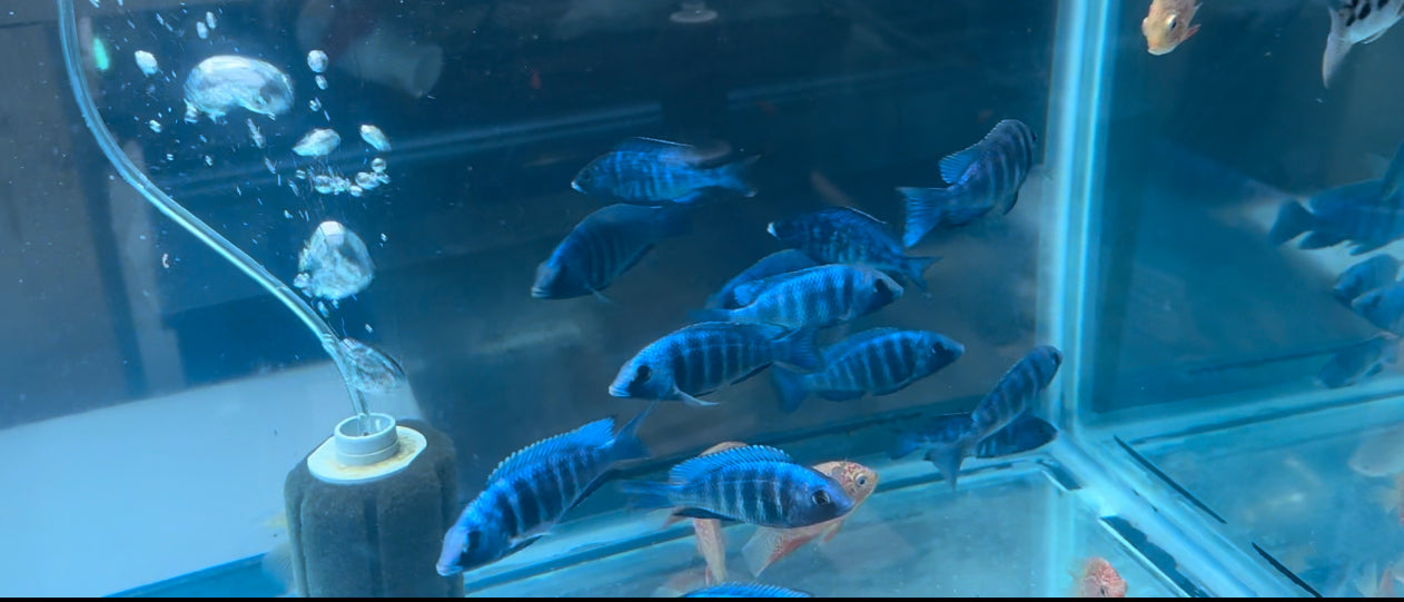 African Cichlid Star Saphire (Placido. Phenochilus) 3" Females