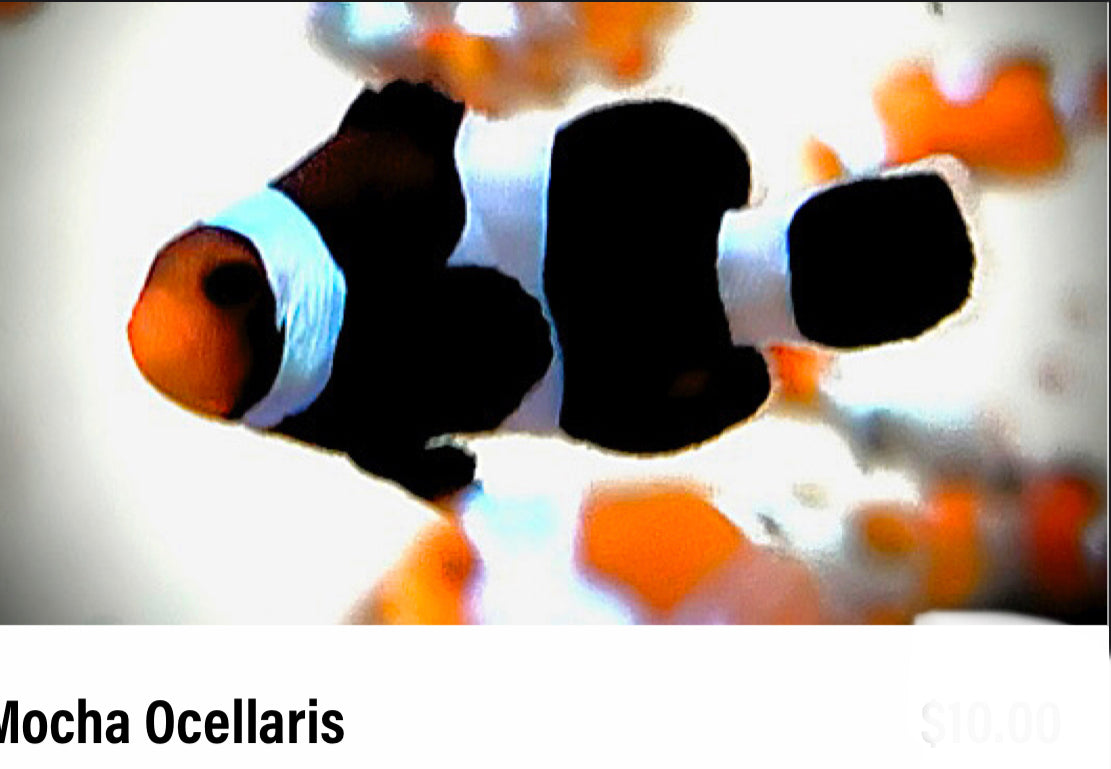 Mocha Ocellaris Juvenile