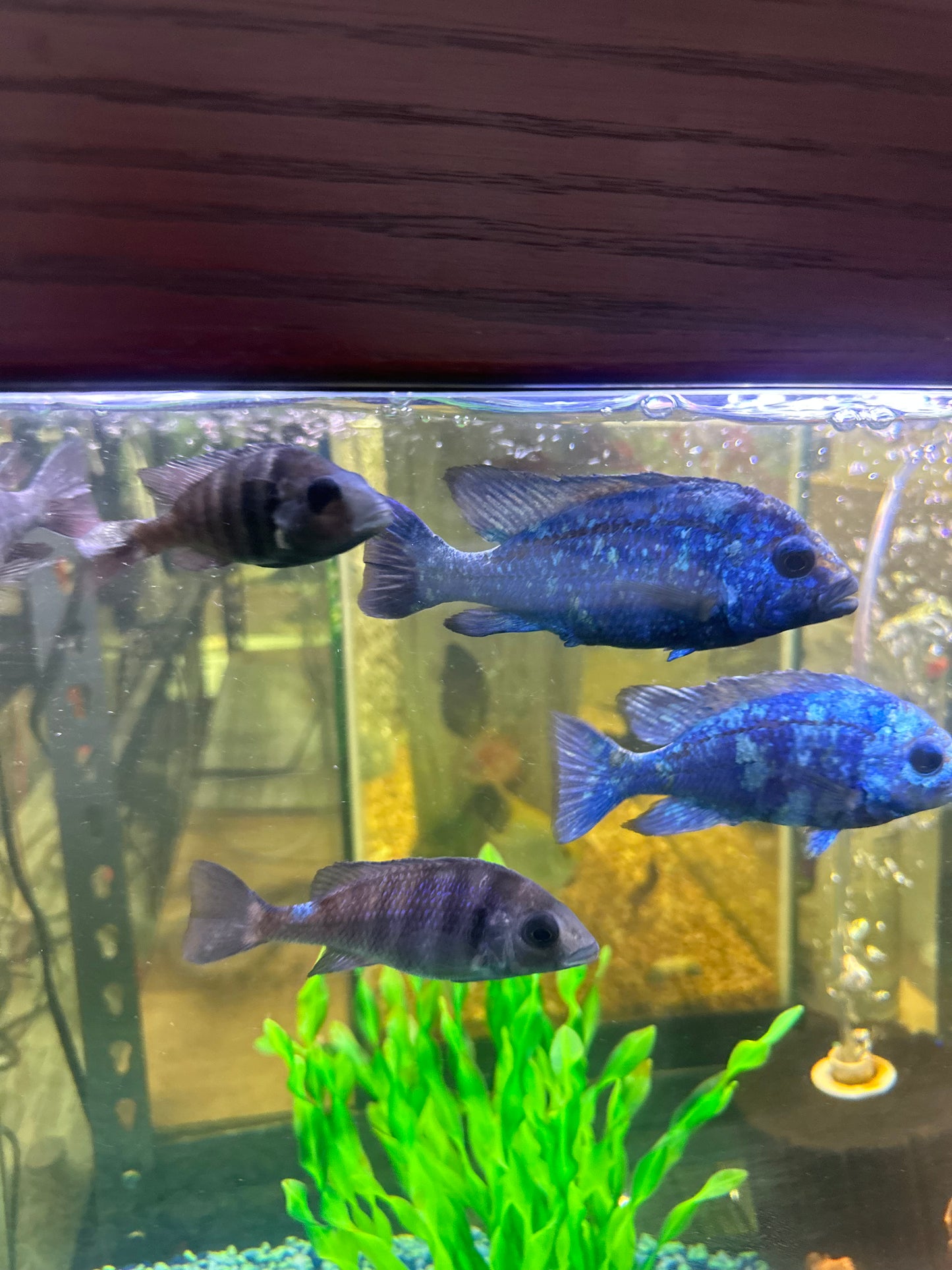 African Cichlid Star Saphire (Placido. Phenochilus) 3"-4"