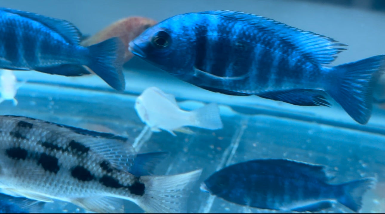 African Cichlid Star Saphire (Placido. Phenochilus) 3" Females