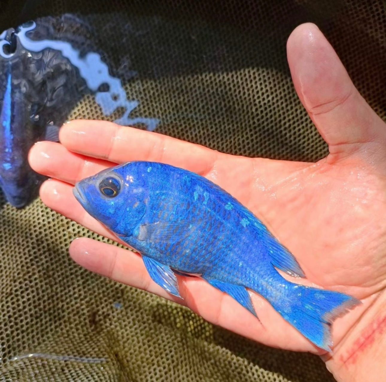 African Cichlid Star Saphire (Placido. Phenochilus) 3" Females
