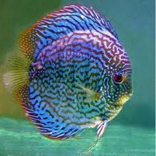 Blue Checkerboad Discus