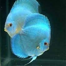 Blue Diamond Discus 3"-3.5"