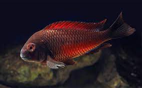 African Cichlid Tropheus Morii Moliro 1.5"-2"