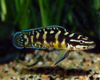 Julidochromis transcriptus "Zambia"