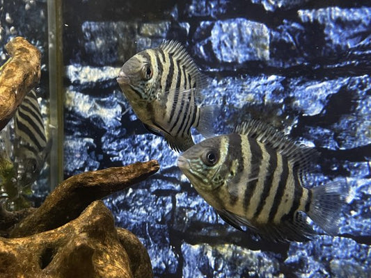 Unveiling the Splendor of Tiger Severum Cichlids: A Comprehensive Guide