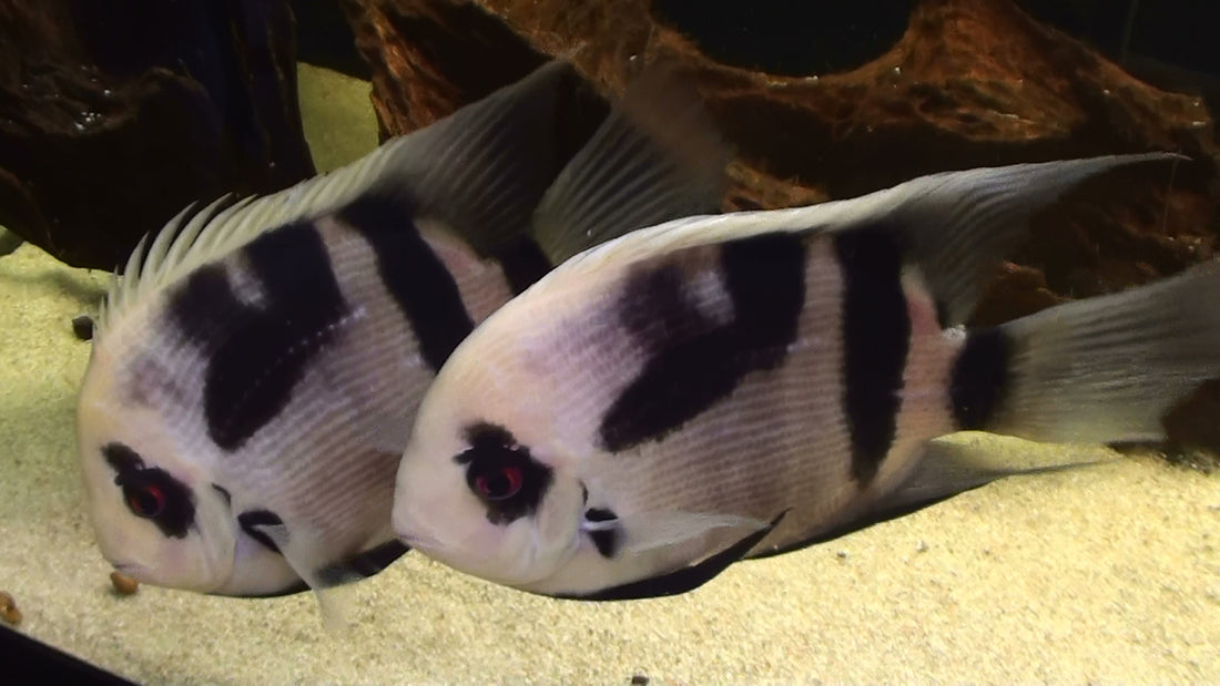 Discover the Enchanting Panda Uaru Cichlid: A Jewel of the Aquarium