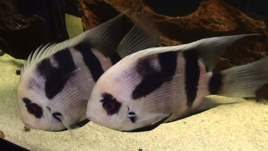 Discover the Enchanting Panda Uaru Cichlid: A Jewel of the Aquarium