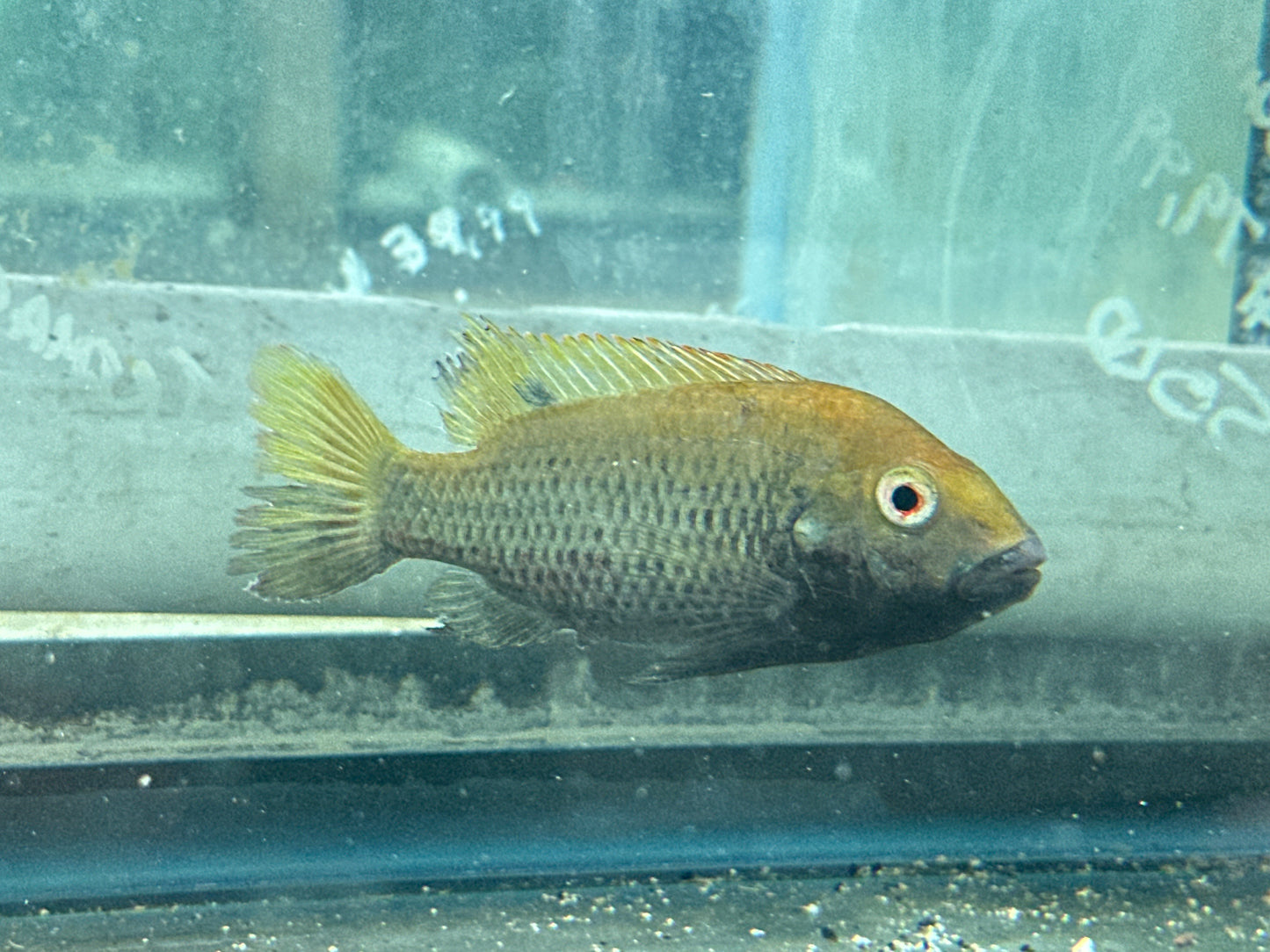 Blackchin tilapia (Sarotherodon melanotheron) BREEDING PAIR 4”-5”
