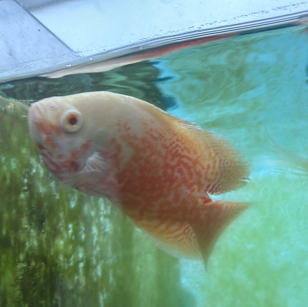 Nemo Tiger Oscar (Astronotus ocellatus)