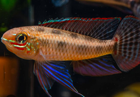 Spadetail Checkerboard Cichlid (Dicrossus maculatus)
