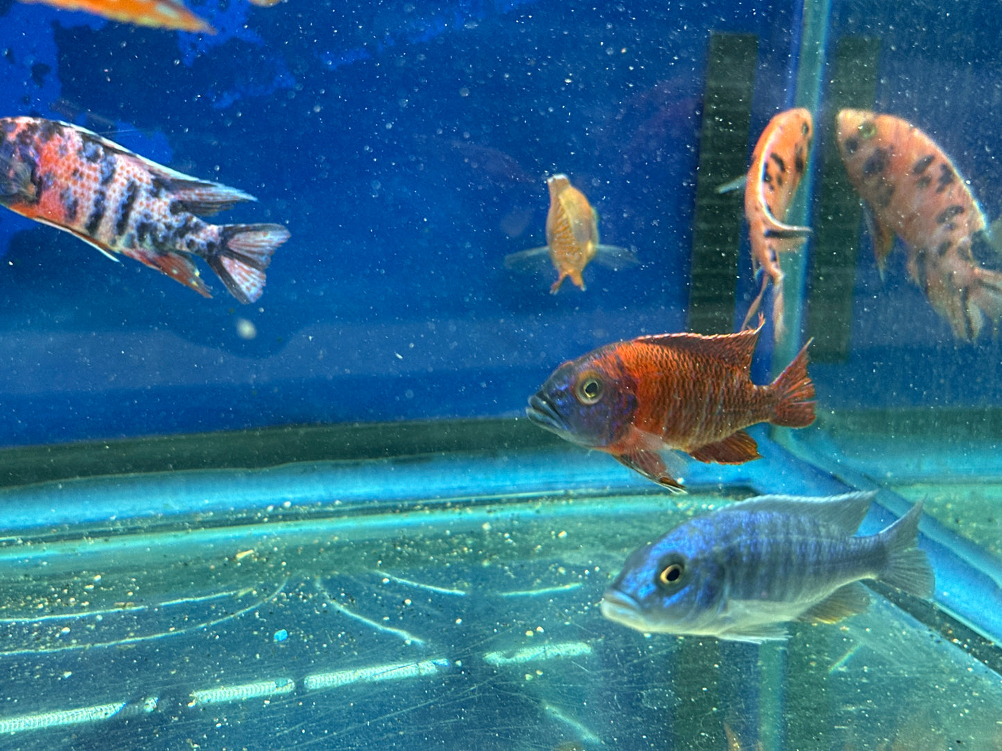 African cichlid Male RED Peacock