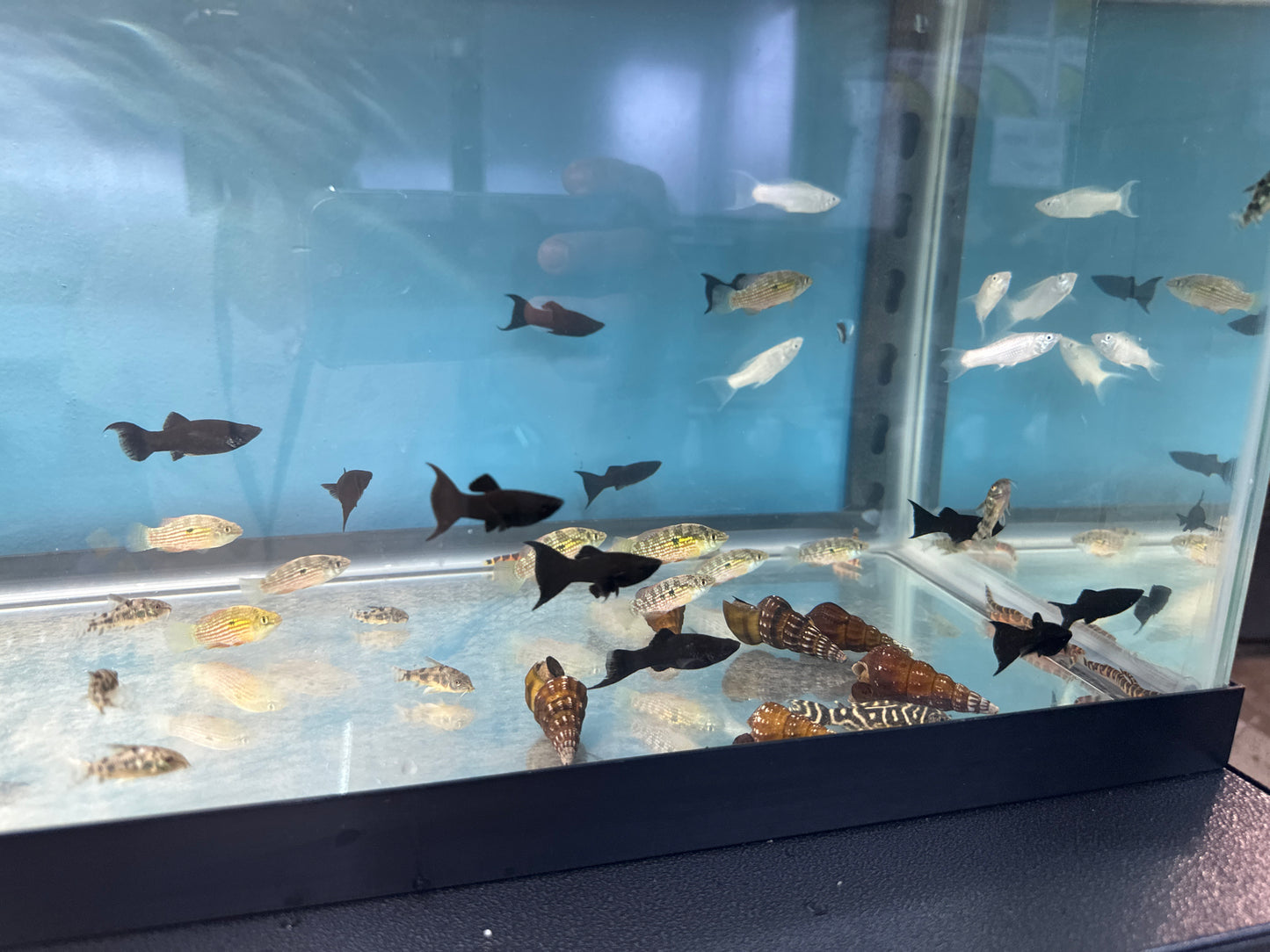 American Flag Fish