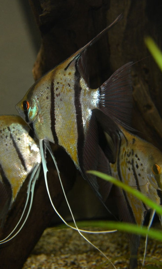 Rio Nanay “Peru Spotted Altum” Angel (Pterophyllum scalare) 1"-2"