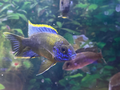 Lwanda Peacock