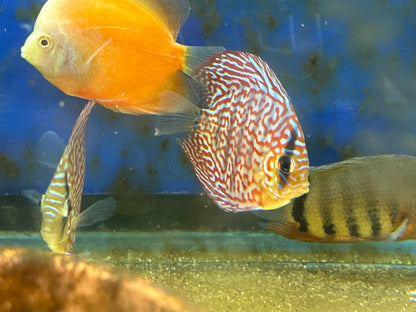 Red Turquoise Discus