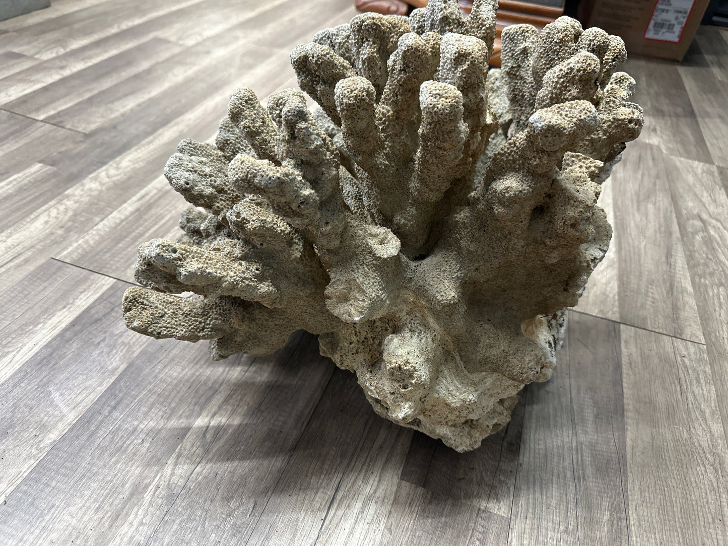 REAL Extra Large Coral 22"x17"x17"h