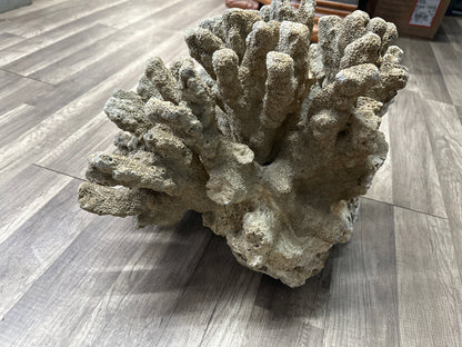 REAL Extra Large Coral 22"x17"x17"h