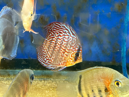 Red Turquoise Discus