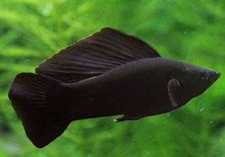 Black Sailfin Molly (PAIR)