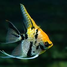 Tricolor Angelfish