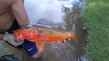 Fogo Peacock Bass (Cichla Marinae) 3"-4" (RARE)