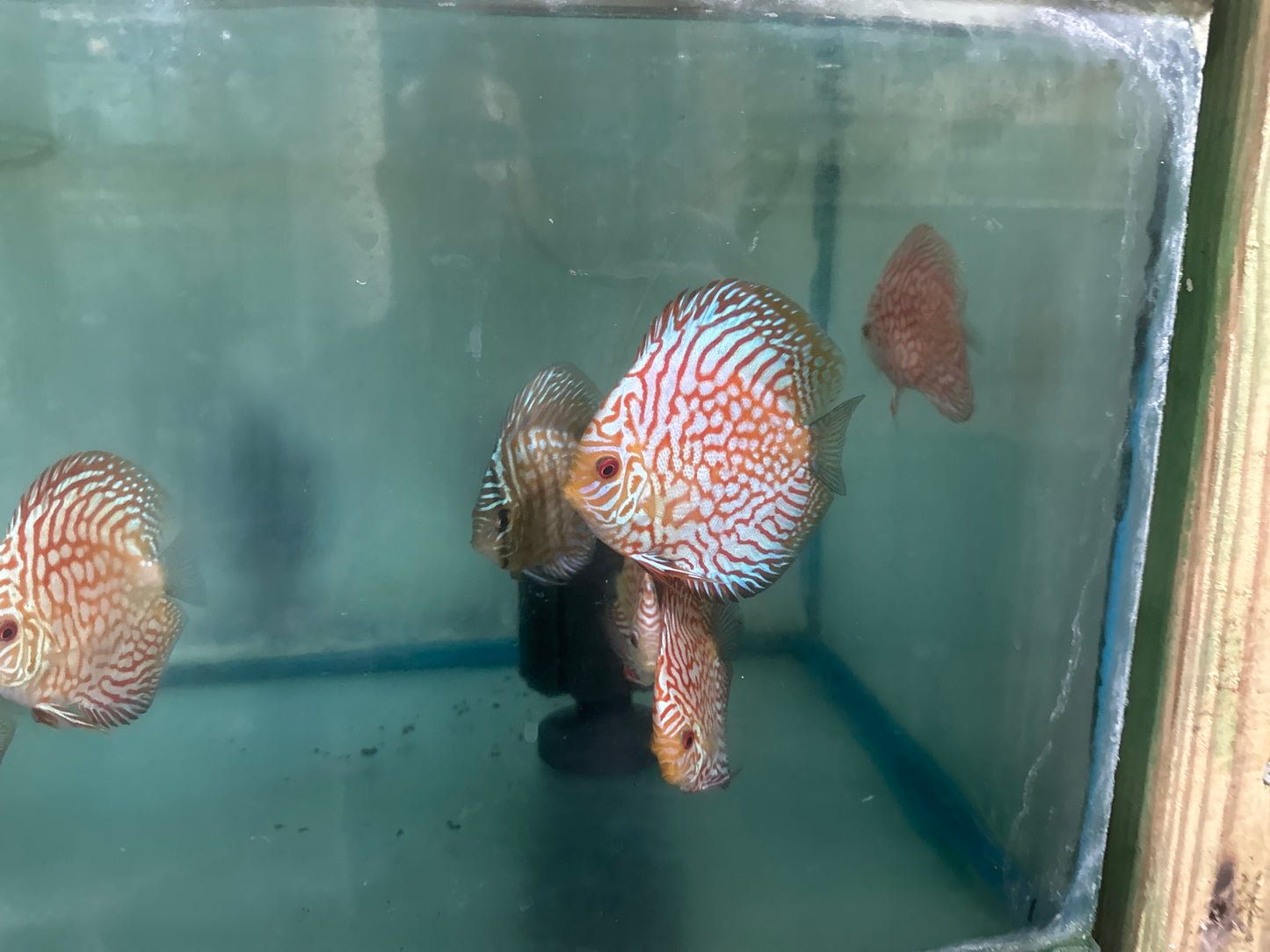 Red Pigeon Discus 3"