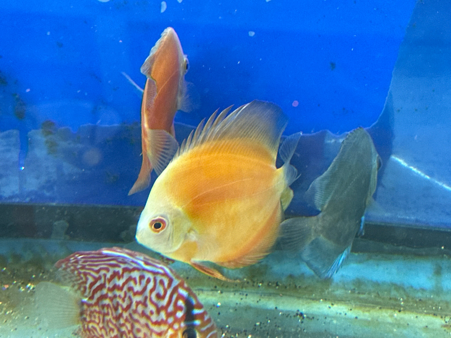 Yellow Marlboro Discus