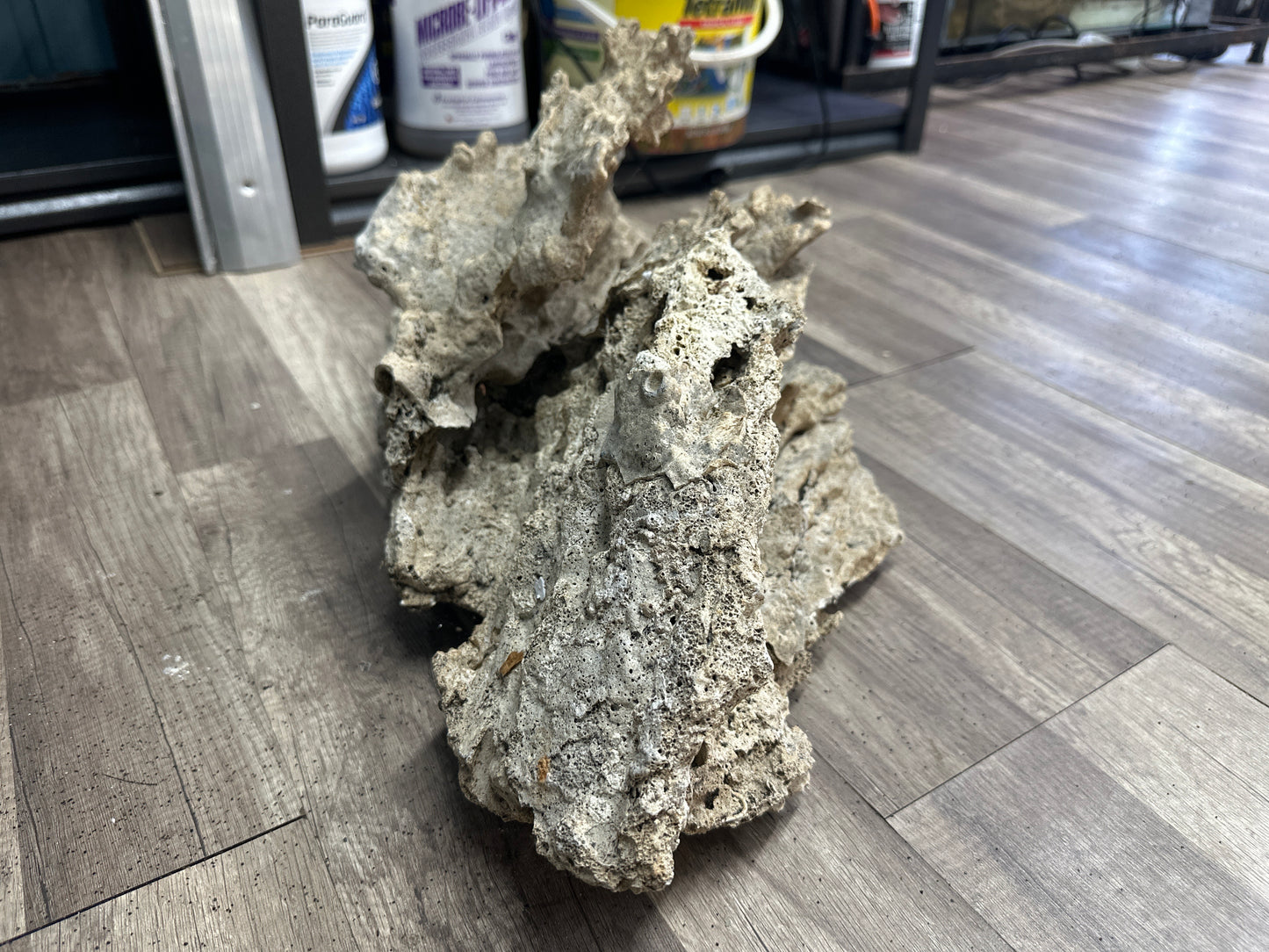 REAL Extra Large Coral 24"x12"x12"h