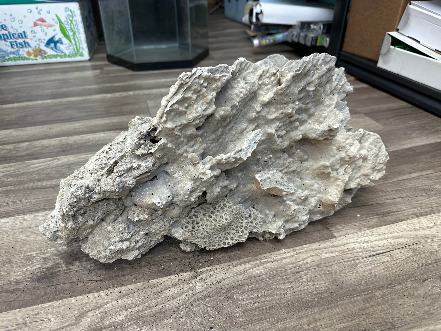 REAL Extra Large Coral 24"x12"x12"h